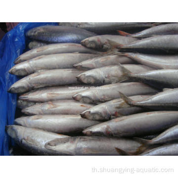 แช่แข็ง BQF Pacific Mackerel ขนาด 100-200g 200-300g 10kg